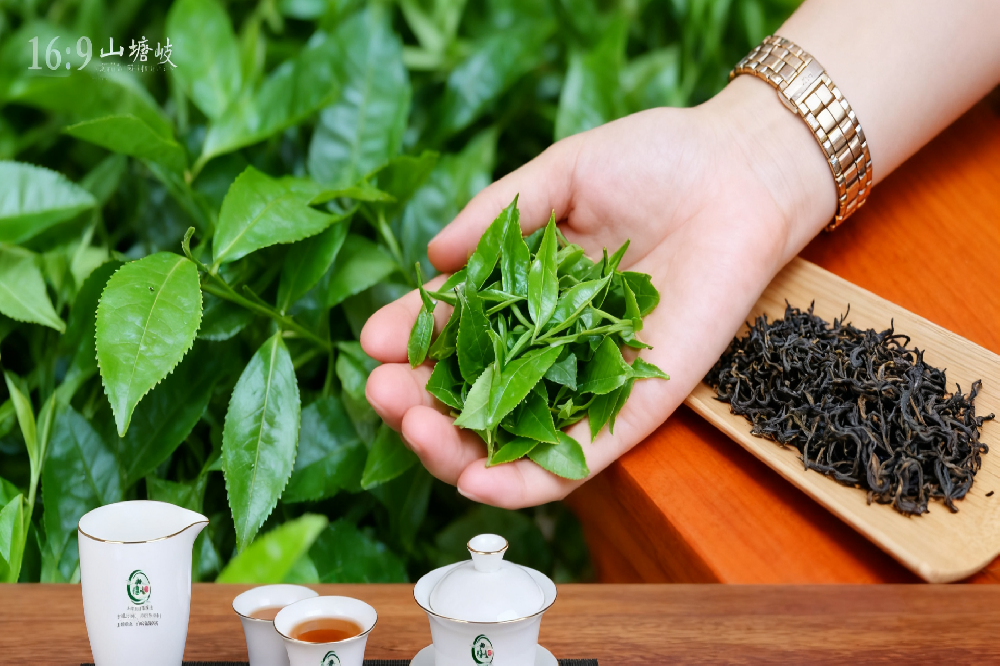 六堡茶对脾胃祛湿作用：健脾温胃，从根源告别困倦沉重