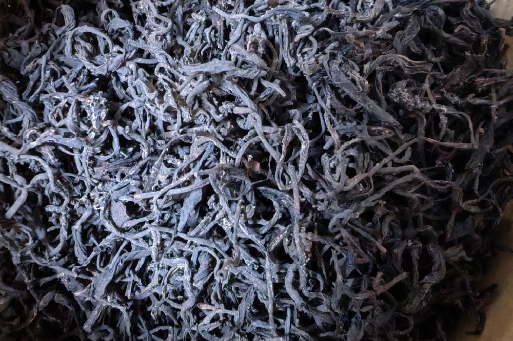 湿热体质饮用六堡茶祛湿：调理身体内环境的智慧选择