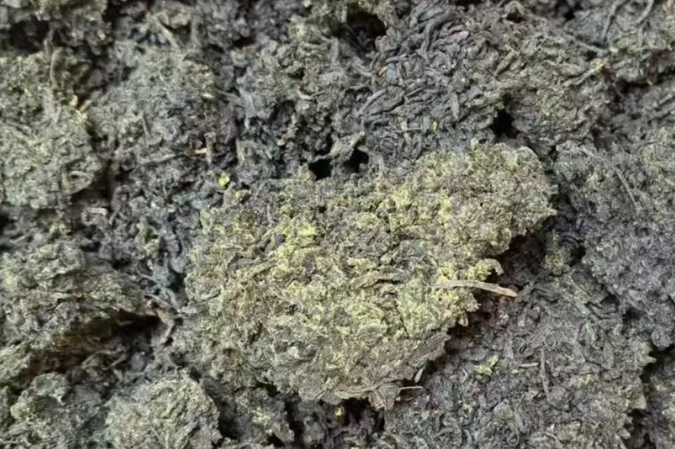 500克100元以下六堡茶能喝吗?一篇讲透“亲民价”背后的品质真相,新手自饮首选