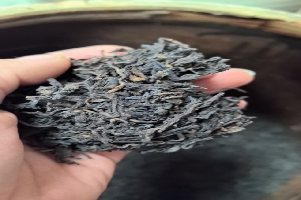 六堡茶归属于什么茶种？从茶类到茶树品种，解码山塘岐的正宗基因