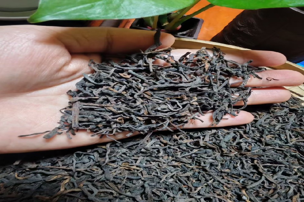 山塘岐六堡茶:探秘现代工艺与传统工艺的时空对话