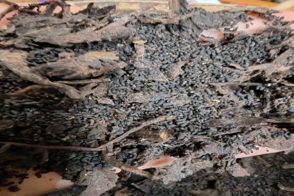 探秘苍梧核心产区:山塘岐牌金花六堡茶的匠心与陈韵