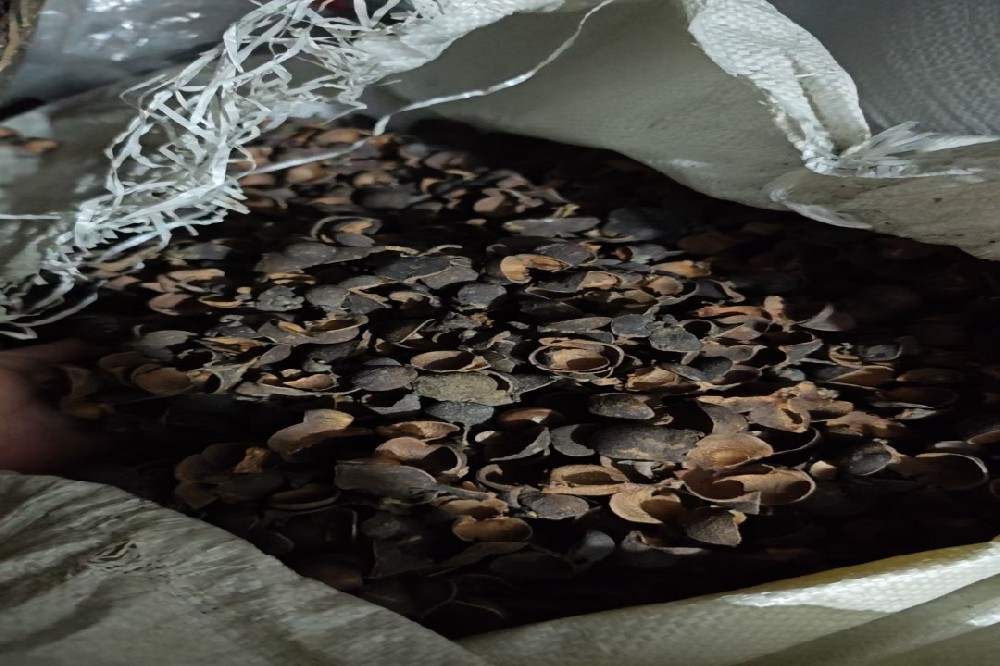 不只闻其名,更要知其实:探秘山塘岐牌金花菌六堡茶的独特魅力