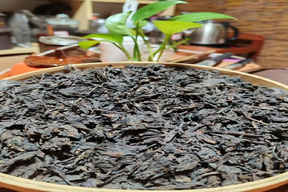 山塘岐六堡茶：苍梧古韵与现代匠心的交响，诚寻知味人