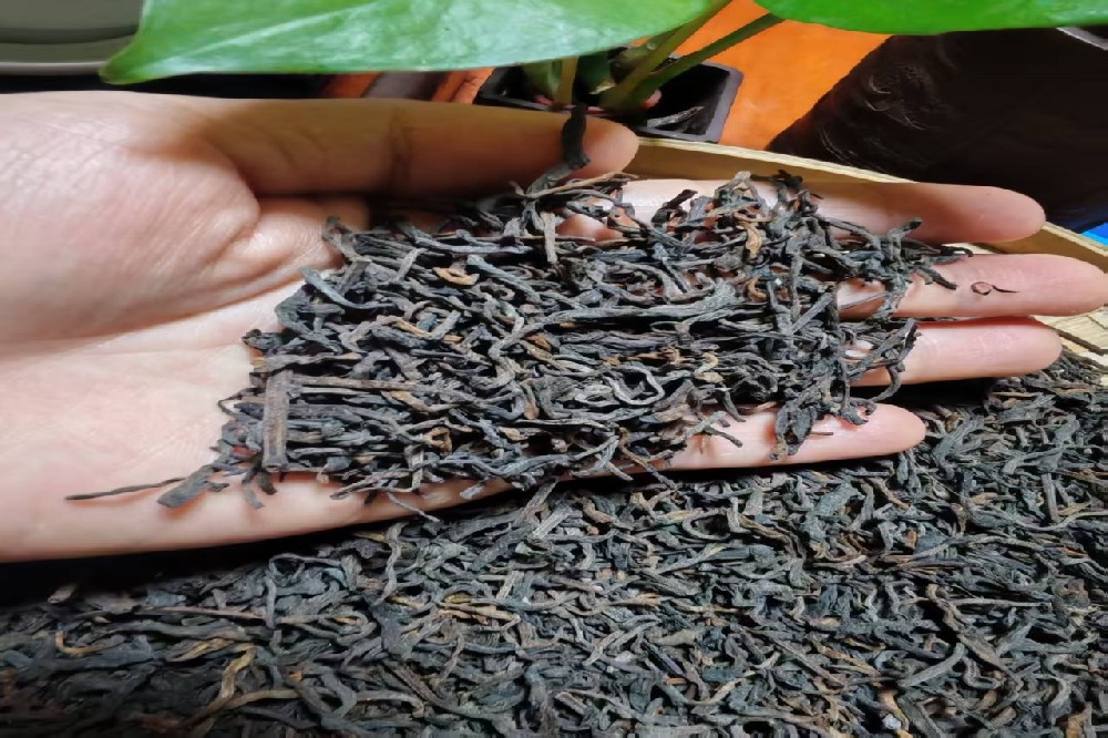 山塘岐六堡茶：源自梧州苍梧核心产区的千年匠心佳饮