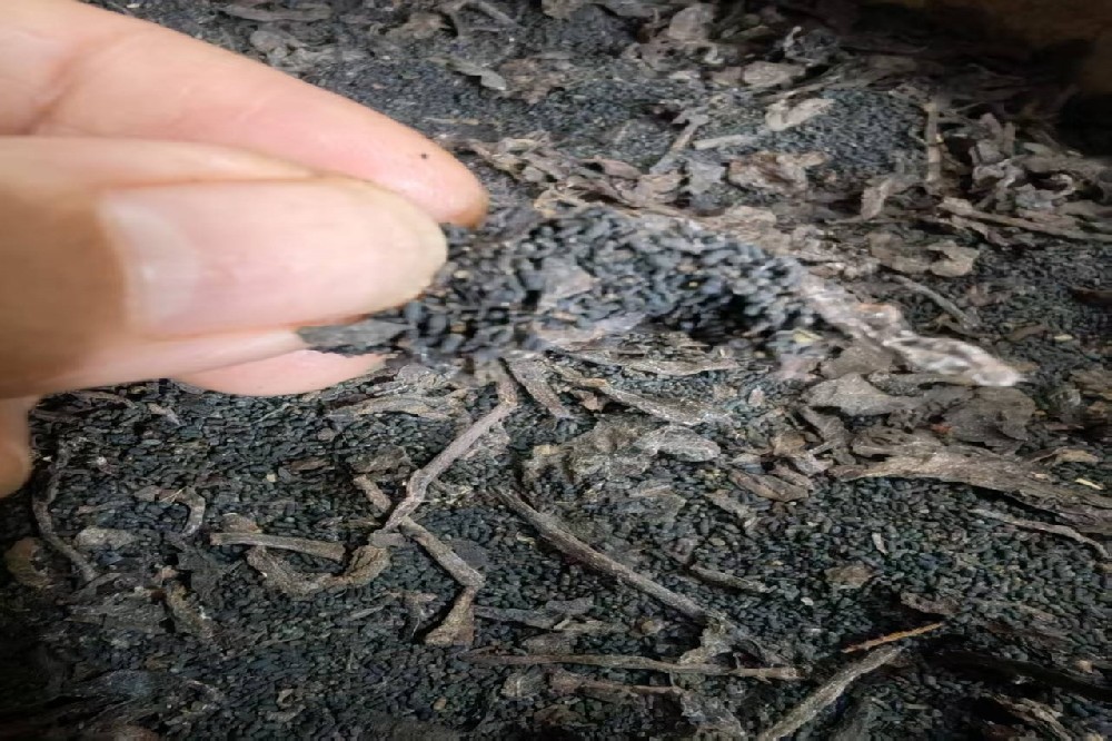 山塘岐六堡茶：传承古法，品味岁月沉淀的醇香