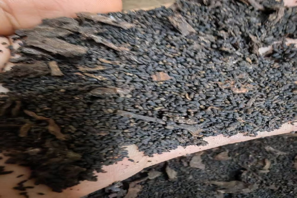 苍梧山塘岐，六堡正源香：探秘核心产区的匠心茶韵